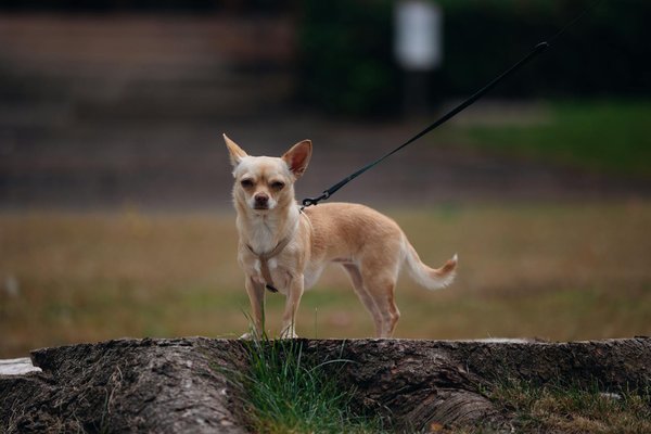 Une carrière en endocrinologie: avantages et défis